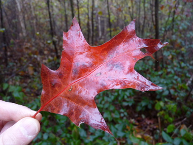 Feuilles découpées dont la face supérieure est plus luisante que chez le chêne rouge et prennant une teinte rouge écarlate à l'automne puis devenant marron juste avant de tomber. Agrandir dans une nouvelle fenêtre (ou onglet)